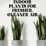 The Top Indoor Plants for Clean Air and Better Health 65