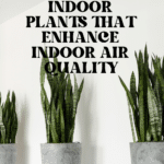 The Top Indoor Plants for Clean Air and Better Health 66