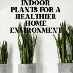The Top Indoor Plants for Clean Air and Better Health 68