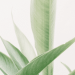 The Top Indoor Plants for Clean Air and Better Health 33