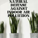 The Top Indoor Plants for Clean Air and Better Health 69