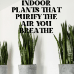 The Top Indoor Plants for Clean Air and Better Health 70