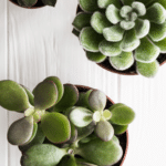 The Top Indoor Plants for Clean Air and Better Health 35