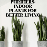 The Top Indoor Plants for Clean Air and Better Health 72