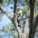 The Cost of Tree Removal: Factors, Average Prices 19