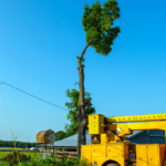 The Cost of Tree Removal: Factors, Average Prices 1