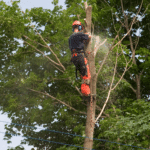 The Cost of Tree Removal: Factors, Average Prices 36