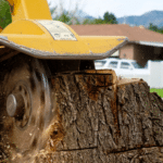 The Cost of Tree Removal: Factors, Average Prices 45