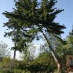 The Cost of Tree Removal: Factors, Average Prices 3