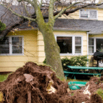 The Cost of Tree Removal: Factors, Average Prices 6