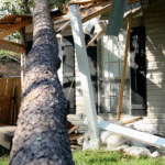 The Cost of Tree Removal: Factors, Average Prices 11