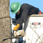 The Cost of Tree Removal: Factors, Average Prices 9