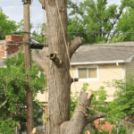 The Cost of Tree Removal: Factors, Average Prices 1