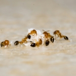 tiny ants around your kitchen