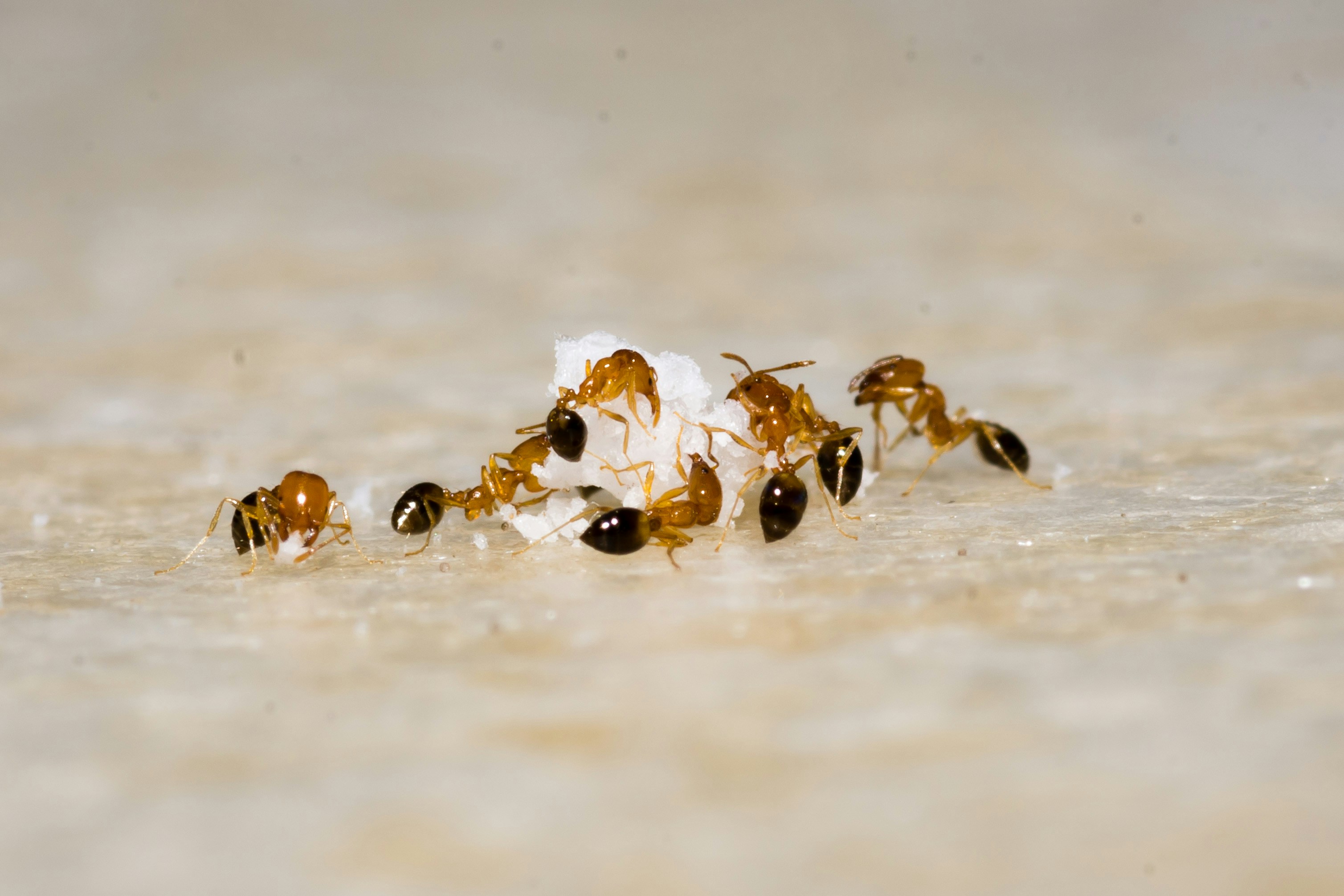 Tiny Ants Around the Kitchen Sink: Causes and Safe Control 1 Tiny ants near a South Florida kitchen sink
