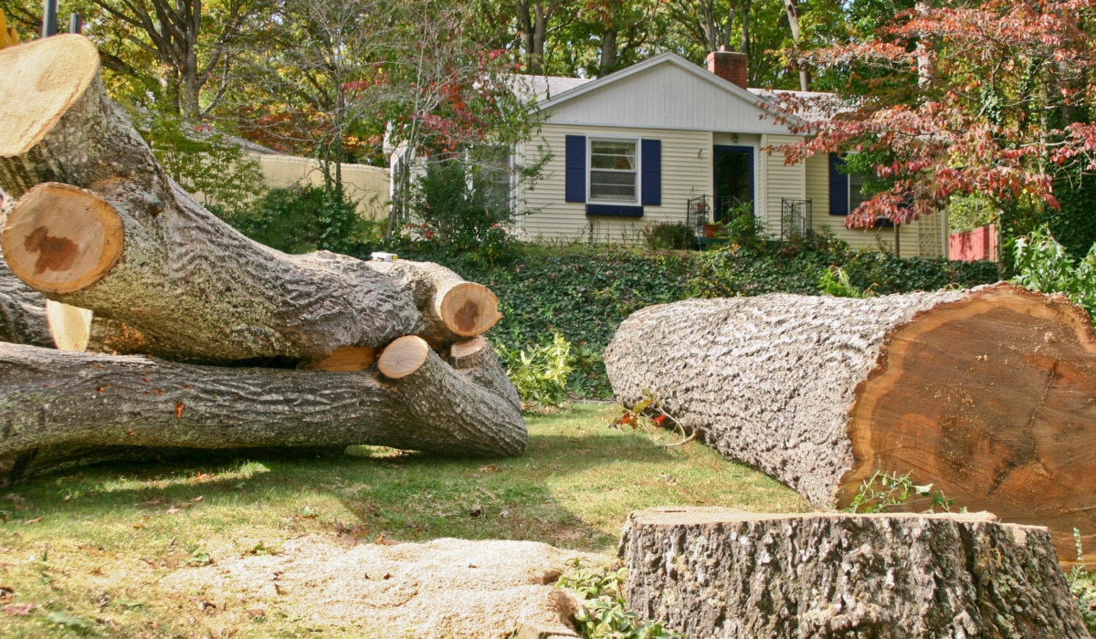 the cost of tree removal