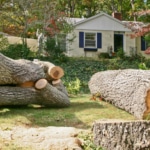 the cost of tree removal