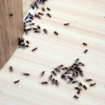 How to Get Rid of Very Tiny Ants Around Your Kitchen Sink 13