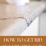 How to Get Rid of Very Tiny Ants Around Your Kitchen Sink 12