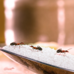 How to Get Rid of Very Tiny Ants Around Your Kitchen Sink 11