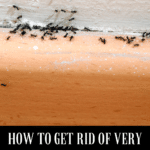 How to Get Rid of Very Tiny Ants Around Your Kitchen Sink 7