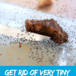 How to Get Rid of Very Tiny Ants Around Your Kitchen Sink 6