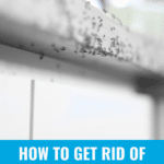 How to Get Rid of Very Tiny Ants Around Your Kitchen Sink 5