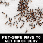 How to Get Rid of Very Tiny Ants Around Your Kitchen Sink 3