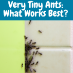 How to Get Rid of Very Tiny Ants Around Your Kitchen Sink 2