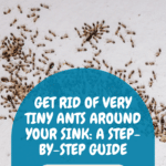 How to Get Rid of Very Tiny Ants Around Your Kitchen Sink 1