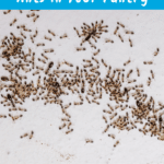 How to Get Rid of Very Tiny Ants Around Your Kitchen Sink 20