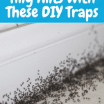 How to Get Rid of Very Tiny Ants Around Your Kitchen Sink 19