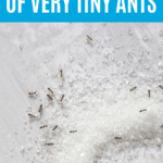 How to Get Rid of Very Tiny Ants Around Your Kitchen Sink 18