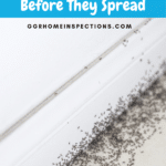 How to Get Rid of Very Tiny Ants Around Your Kitchen Sink 16